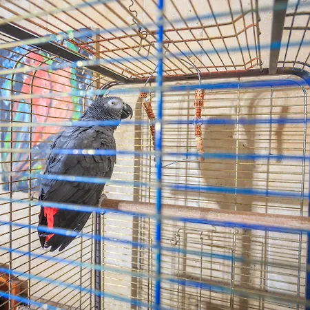 Daffodil Otel Fethiye