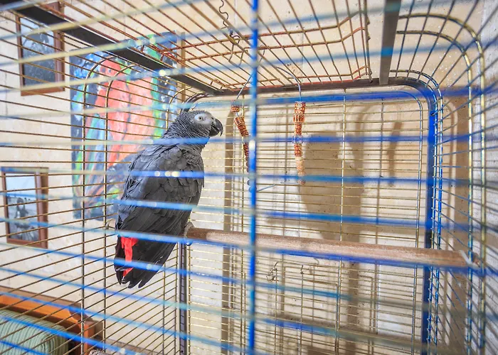 다포딜 호텔 페티예